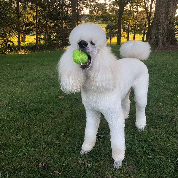 Stoney Run Canine Camp | A white poodle with a tennis ball in his mouth.