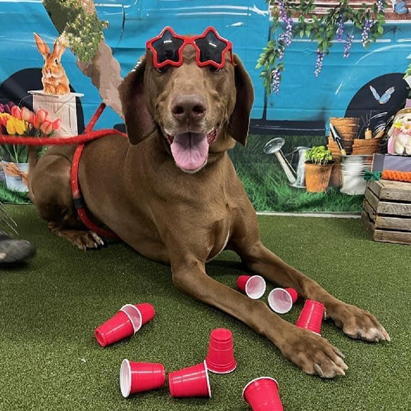 Stoney Run Canine Camp | A brown dog wearing sunglasses and red cups.