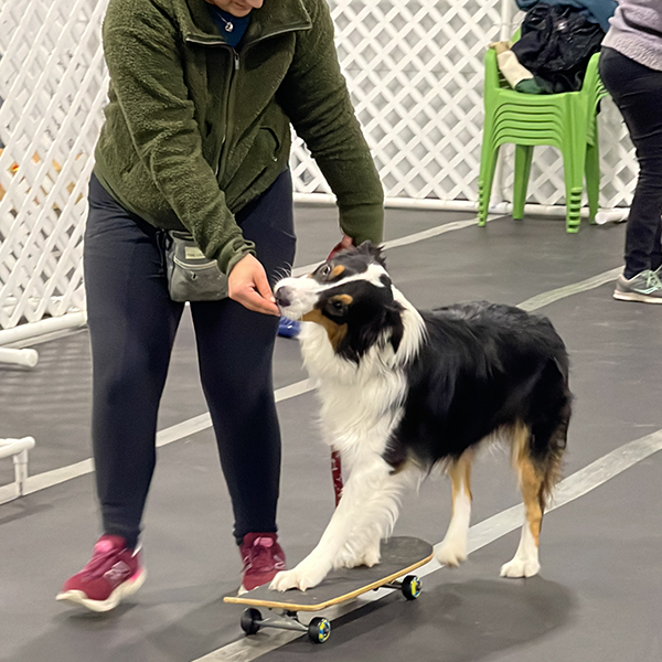 Stoney Run Canine Camp | A woman petting a dog on a skateboard.
