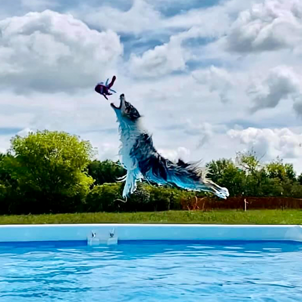 Stoney Run Canine Camp | A dog jumping into a pool to catch a toy.