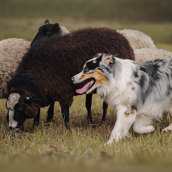 Stoney Run Canine Camp | A dog and sheep in a field.