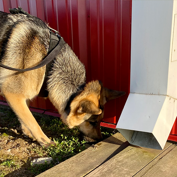Stoney Run Canine Camp | A german shepherd sniffing a metal box in front of a building.