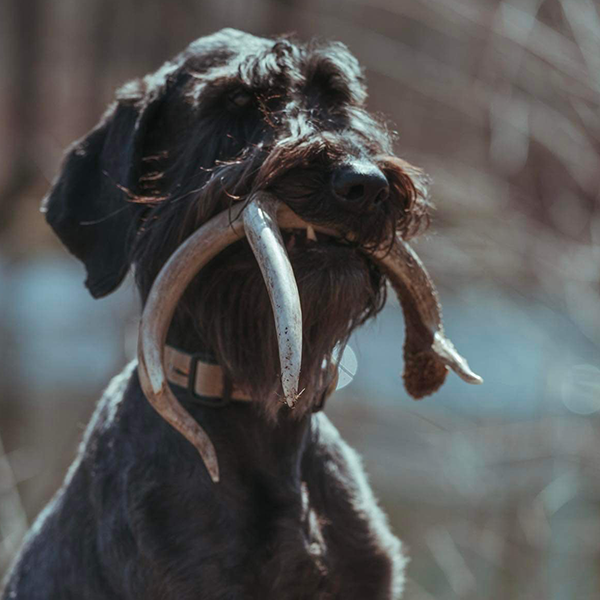 Stoney Run Canine Camp | A black dog with antlers in its mouth.