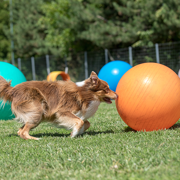 Stoney Run Canine Camp | A dog playing with a ball.