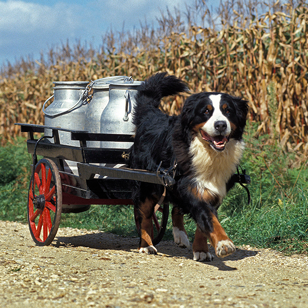 Stoney Run Canine Camp | A dog pulling a cart.