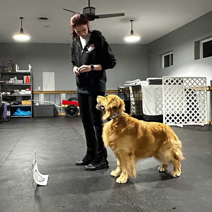 Stoney Run Canine Camp | A woman standing next to a golden retriever in a gym.